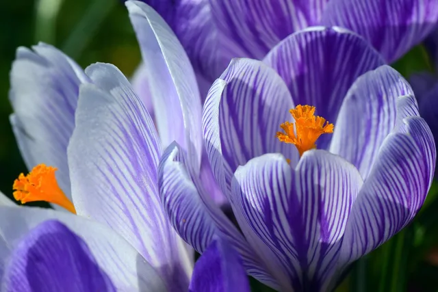 crocus, spring, purple, strip, bright, flower wallpaper, flower background, blossom, bloom, flower, rubber stamp, beautiful flowers, pollen, beautiful, nature, plant, colour, close up, early bloomers, march, wildflower. Anthotype Pigment Testing: A Logbook Method for Comparing Plant Exposures
