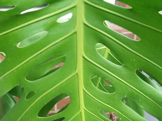 palm, nature, leaf, elephant palm, tropic, print, foliage. Anthotype Prints Without Spinach: Testing Everyday Plant Pigments at Home