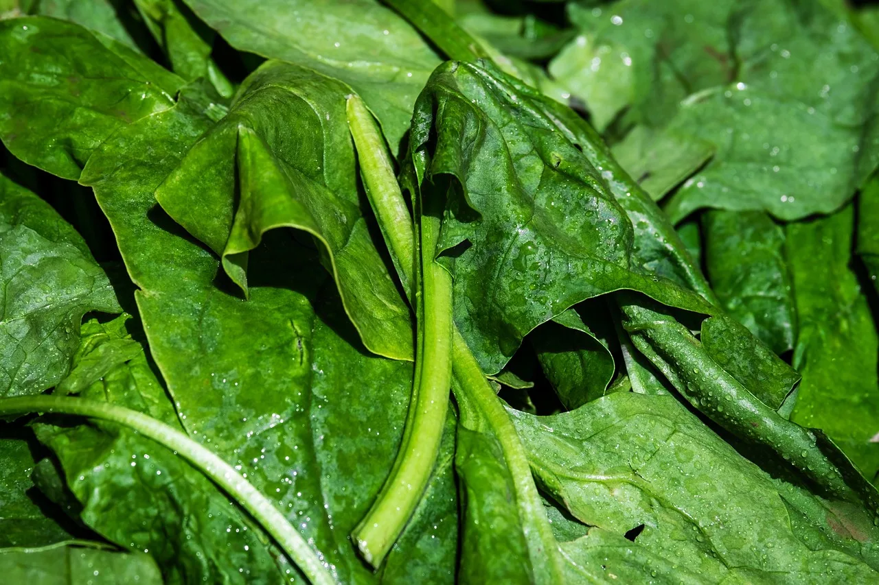 spinach, leaf spinach, vegetables, leaves, fresh, vegetables spinach, green, vegetarian, vegan, vitamins, healthy, nature, yummy, nourishment. Anthotype Process with Spinach Juice: Sun-Printed Photographs