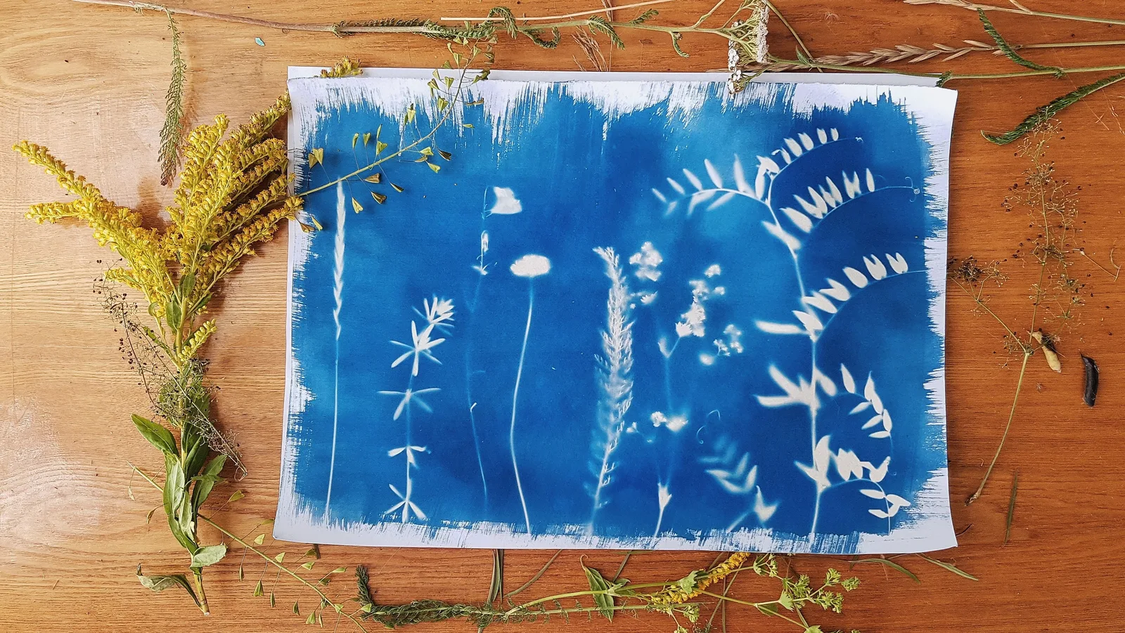 An artistic cyanotype representation of botanical elements with an arrangement of natural plants on a wooden surface. The cyanotype process: chemistry and safety rules